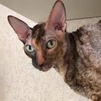 Корниш-рекс взрослая кошечка - домашняя любимица, в Москве