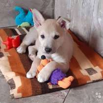 Джем, милый, ласковый, мегаобаятельный щеночек, в Москве