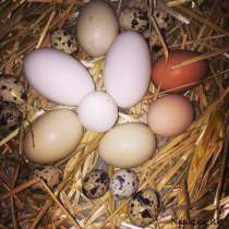 Яйца от домашней птицы, в Екатеринбурге