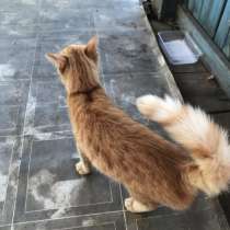 ПОЖАЛУЙСТА! НЕ ПРОХОДИТЕ МИМО! ПОМОГИТЕ НАЙТИ ДЛЯ НЕГО ДОМ!, в Москве