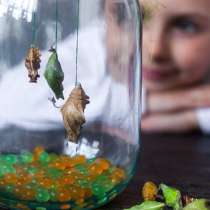 Курсы по выращиванию живых тропических бабочек на дому детка, в Москве