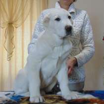 Красивый щенок САО, в Красноярске