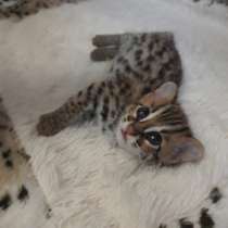 Азиатский леопардовый кот, в Москве