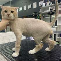 Груминг для собак и кошек ??, в Сургуте