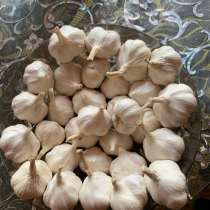 Продам чеснок, в Минусинске