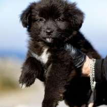 Щенки ищут тёплый дом и любящее сердце!, в Москве