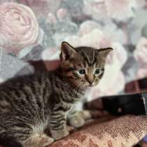 Котята в добрые руки, в Новомосковске