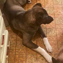 Отдадим собаку, в Тюмени