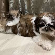 Породистая девочка ши -тцу, в Тамбове