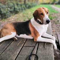 Продаются щенки Пегой Русской Гончей, в г.Гамбург