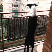 Vendo un cachorro border collie, в г.Барселона