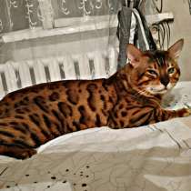 Продам бенгальских котят, в Санкт-Петербурге