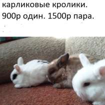 Возьмите домой пушистого. Кролики. Красивые малыши.Дзержинск, в Нижнем Новгороде