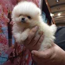 Шпицемишки, в Екатеринбурге