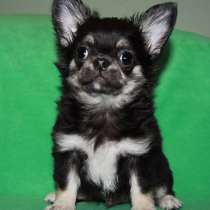 Чихуахуа яркий мальчик домашний любимец НЕ ДОРОГО, в Санкт-Петербурге