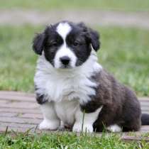 Вельш корги кардиган, в Москве