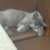 Котенок, в Махачкале