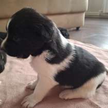 Щеночки, в Красноярске