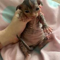 Котёнок Сфинкс девочка, в Калуге