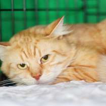 Рыжий маленький трусишка Братец Лис в дар, в Москве