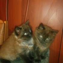 Два котенка, ищет своих хозяев, в Новочеркасске