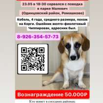 Пропала собака, в Одинцово