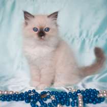 Сибирская кошечка Камелия, в Москве