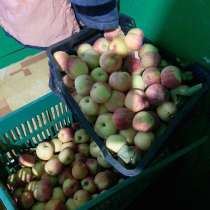 Яблоки домашние, в Тюмени