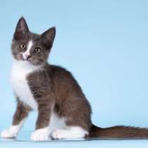 Разноцветные котята в добрые руки, в Москве