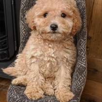 Той пудель. Девочка в абрикосовом окрасе, в г.Ватерлоо