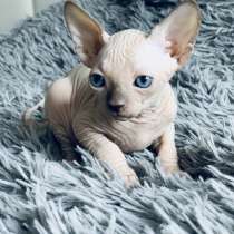 Sphynx Малышка сфинкс Female Dwelf LL CHOCOLATE, в Москве