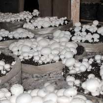 Домашние грибы шампиньоны – семена!, в Липецке