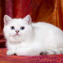 Продам котят британские шиншиллы, в Владивостоке