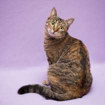 Кошка в добрые руки. Красавица Линда, в Москве