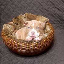 Щенки Американский Булли тип покет, в Уфе