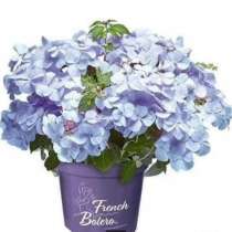 Ампельные гортензии Сбежавшая невеста и Френч Болеро, в Самаре