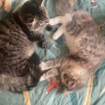 Отдам котят, в Электроуглях