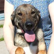 Ласковая, добрая, жизнерадостная, умненькая собака Стеша ище, в Москве