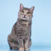 Кошечка Руна ищет доброе сердце, в Москве