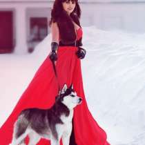 Щеночки сибирской хаски. Лучшие малыши, в Санкт-Петербурге