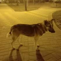 Найти хозяина для собаки-метиса, в Белгороде