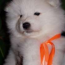 Щеночки "мишки"самоедской лайки, в Санкт-Петербурге