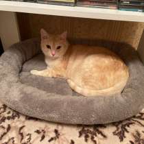 Отдадим котика в добрые руки, в Кемерове