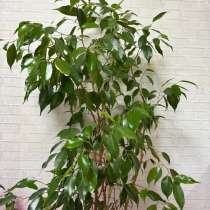 Фикус, в Марксе