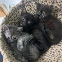 Котята в добрые руки, в Воронеже