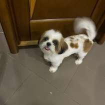 Стрижка собак, в Курске