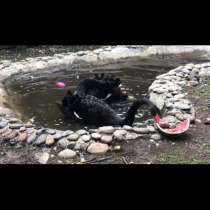 Декоротивные Лебяди, в Москве