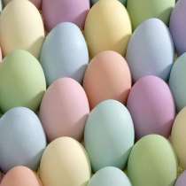 Инкубационное яйцо, в Тюмени