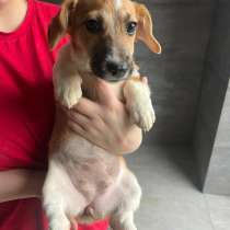 Щенки метисы вельш корги и джек-рассел-терьера, в Москве