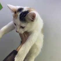 Отдам котенка девочку в хорошие руки, в Казани